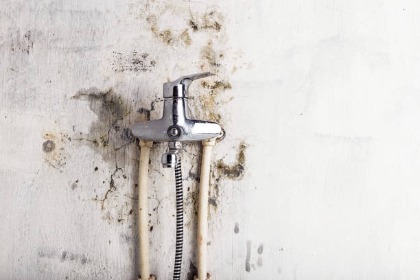 White Oak, MD Mold Remediation Company