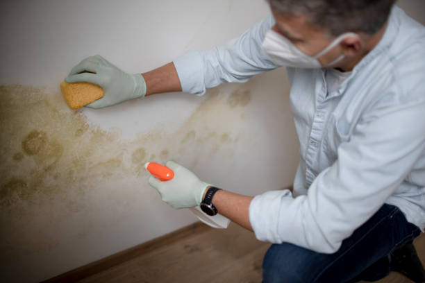 Best Post-Flood Mold Remediation in White Oak, MD