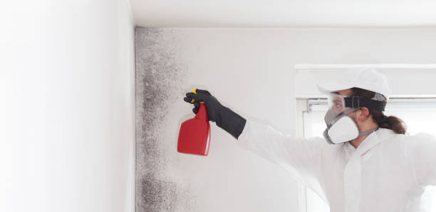 Best Attic Mold Remediation in White Oak, MD