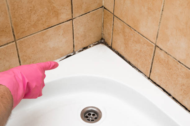 Best Mold Testing and Inspection Services in White Oak, MD
